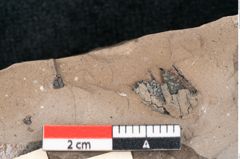 Foto (Detailansicht) von Sapindus cassioides Ettingshausen (NHMW-GEO-2024-0188-8025)
